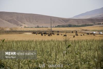 نشست تخصصی نقش آموزش عالی در توسعه بخش کشاورزی