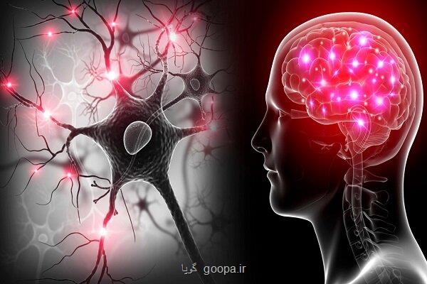 مغز انسان در پیری هم عصب می سازد