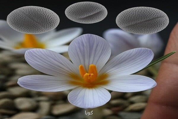 گونه های شناخته شده زعفران وحشی در ایران به ۲۵ گونه افزایش پیدا کرد