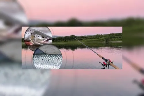 این تکنولوژی جدید، ماهی آزاد را از ماهی پرورشی تشخیص می دهد